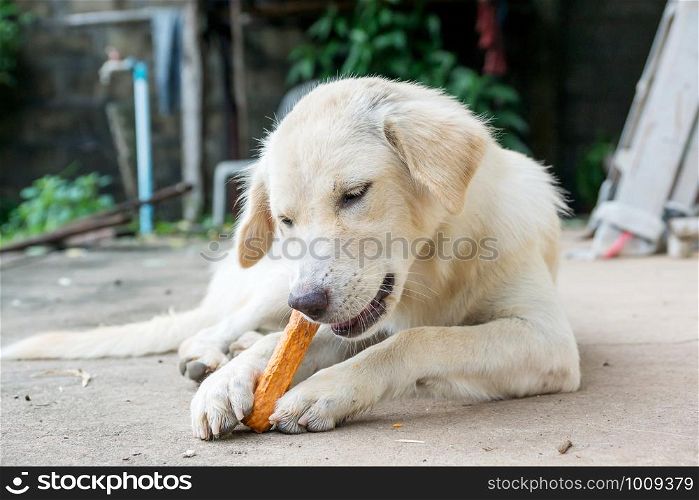 dog lying on a floor and gnaw a bone.