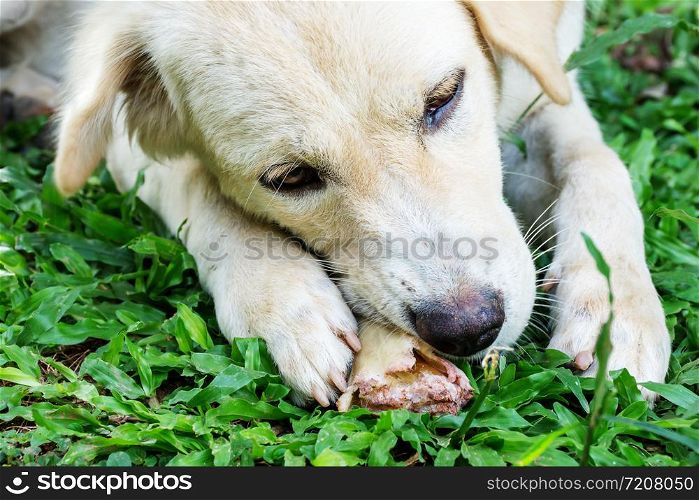 dog lying on a grass and gnaw a bone.