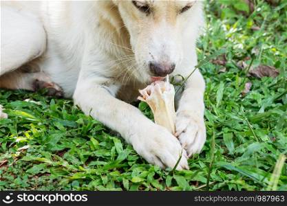 dog lying on a grass and gnaw a bone.