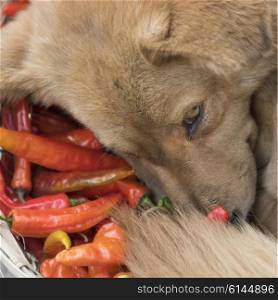 Dog lying on chili peppers, Thimphu, Bhutan