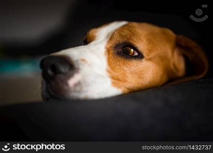 Dog lying on the dark sofa. Head closeup. Dog lying on the dark sofa. Canine background