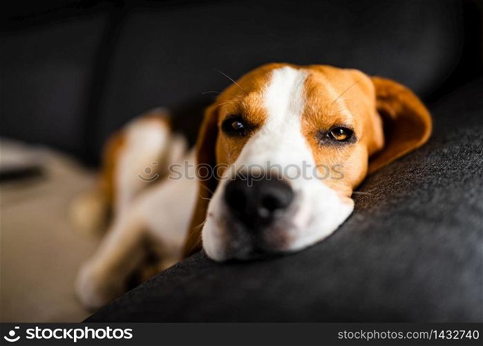 Dog lying on the dark sofa vertical photo. Dog lying on the dark sofa. Canine background