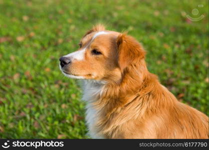 dog lying on the ground in the garden in spring time