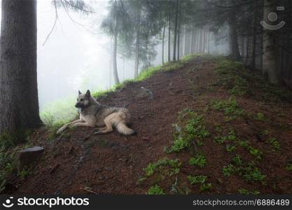 Dog lying on the path in green foggy forest