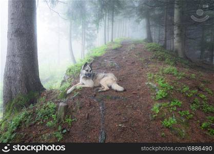 Dog lying on the path in green foggy forest