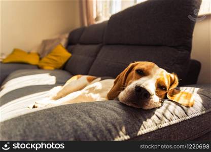 Dog lying, sleeping on the sofa. Canine background. Pets on furniture concept. Dog lying, sleeping on the dark sofa. Canine background