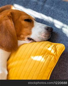 Dog lying, sleeping on the sofa on yellow pillow. Canine background. Pets on furniture concept. Dog lying, sleeping on the sofa on yellow pillow. Canine background