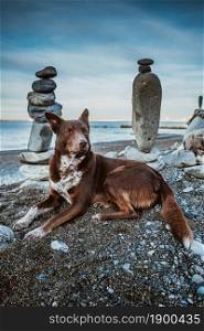 Dog meditates with stones. dog and rocks zen on the beach