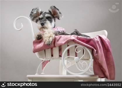 Dog miniature schnauzer in a hat lies in a white carriage. Dog in the role of a glamorous woman. Symbol of closeness to people and love for dogs. Dog miniature schnauzer in a hat lies in a white carriage