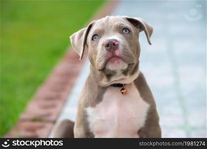 Dog mom American bully puppy dog, Pet funny and Cute