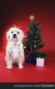 Dog next to Christmas tree on red