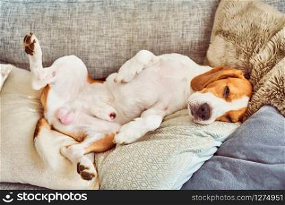 Dog on a sofa in funny pose. Beagle tired sleeping on couch.. Beagle tired sleeping on couch