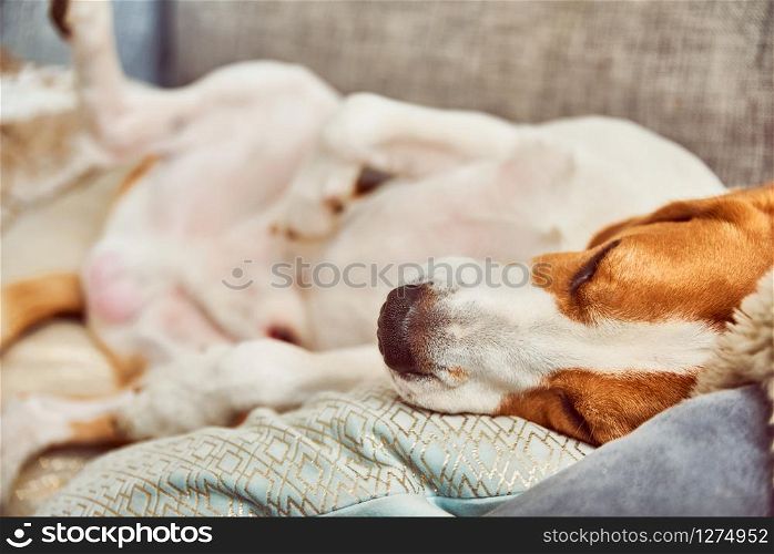 Dog on a sofa in funny pose. Beagle tired sleeping on couch.. Beagle dog tired sleeping on couch