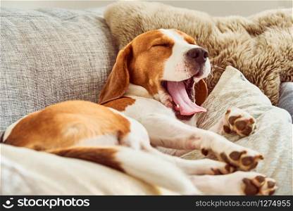Dog on a sofa in funny pose. Beagle tired sleeping on couch.Paws upwards on back. Yawning with long tongue out.. Beagle tired sleeping on couch yawning