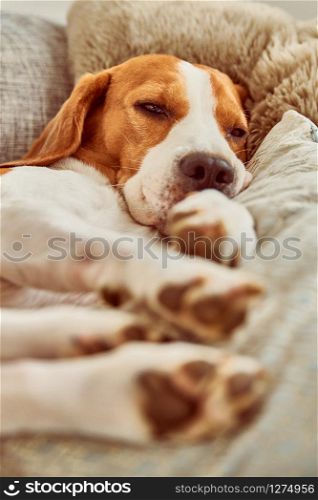 Dog on a sofa in funny pose. Beagle tired sleeping on couch.. Beagle dog tired sleeping on couch