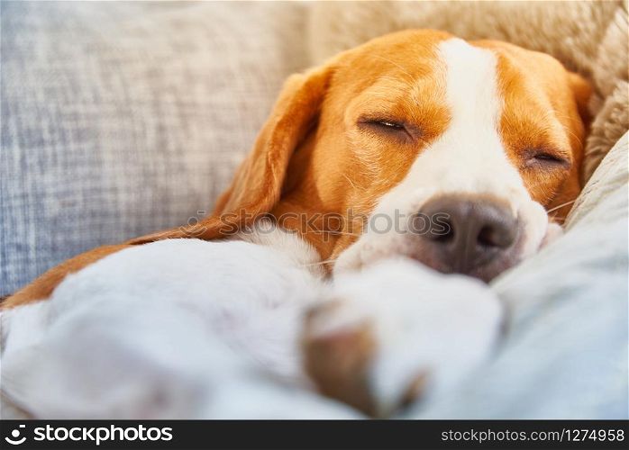Dog on a sofa in funny pose. Beagle tired sleeping on couch. Background. Beagle dog tired sleeping on couch