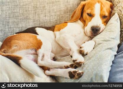 Dog on a sofa in funny pose. Beagle tired sleeping on couch. Background. Beagle dog tired sleeping on couch