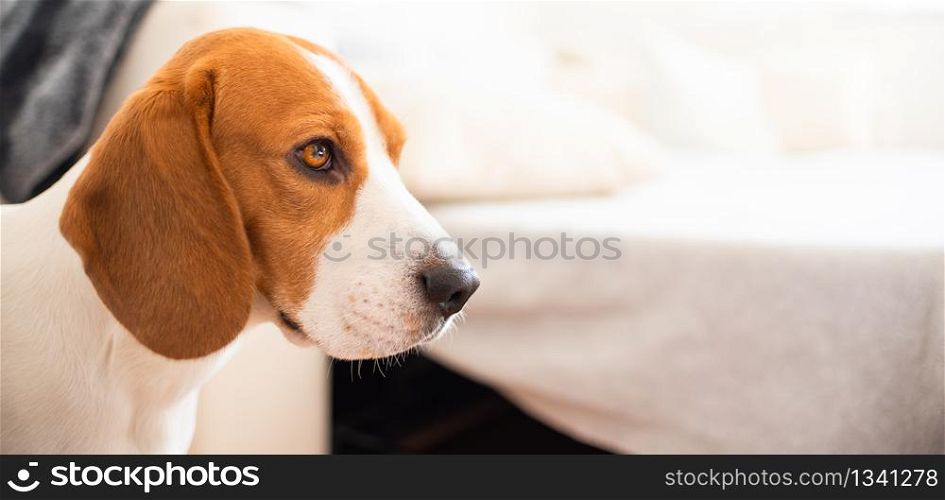 Dog on a sofa in funny pose. Beagle tired sleeping on couch. Canine concept. Dog on a sofa in funny pose. Beagle tired sleeping on couch.