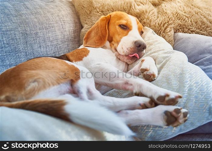 Dog on a sofa in funny pose. Beagle tired sleeping on couch. Tongue out.. Beagle dog tired sleeping on couch