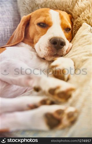 Dog on a sofa in funny pose. Beagle tired sleeping on couch. Vertical shoot.. Beagle dog tired sleeping on couch