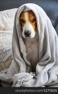 Dog on a sofa under the blanket after bath drying fur. Dog Hygiene concept.. Dog on a sofa under the blanket after bath drying fur.
