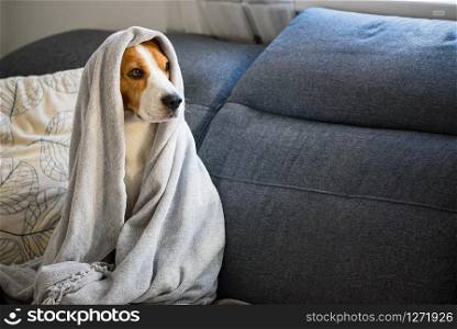 Dog on a sofa under the blanket after bath drying fur. Dog Hygiene concept.. Dog on a sofa under the blanket after bath drying fur.