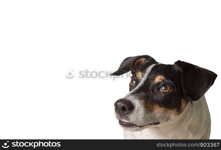 Dog on a white background