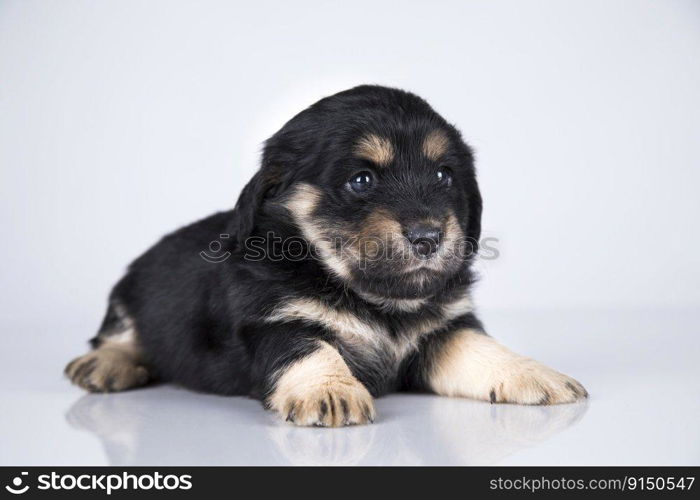 Dog on a white background