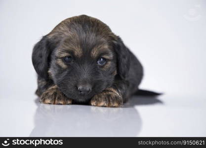 Dog on a white background