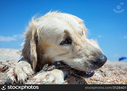 dog on beach