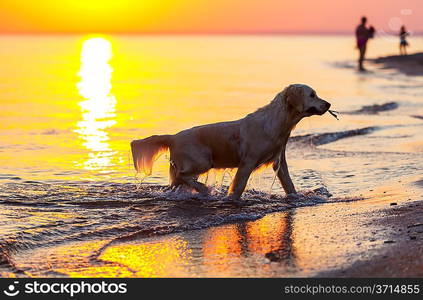 dog on beach