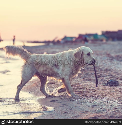 dog on beach