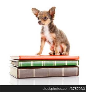 dog on books. Chihuahua puppy
