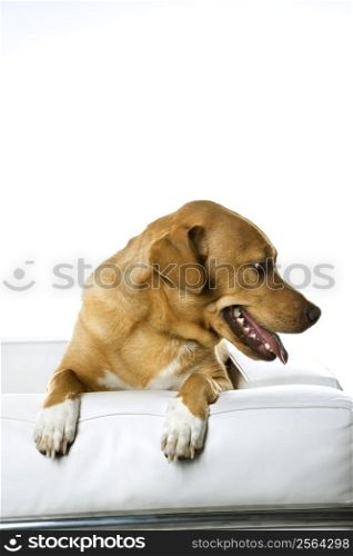 Dog on chair.