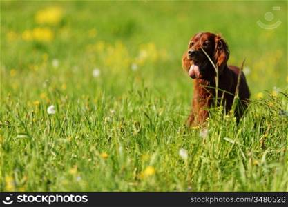 dog on green grass field