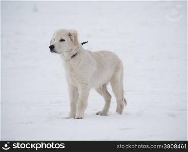 dog on snow