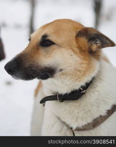 dog on snow