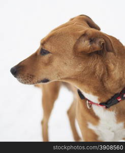 dog on snow