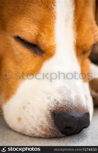 Dog on sofa in living room. Close-up head portrait. Dog tired lying on sofa in living room
