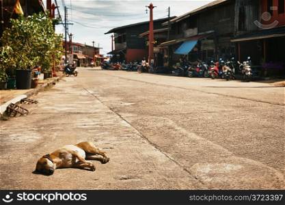 dog on streets of Ko Lanta Island, in Thailand
