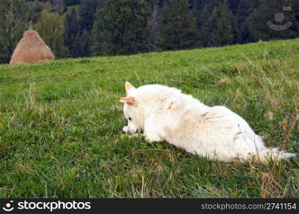 Dog on summer mountain green meadow with stacks of hay (Carpathian Mt-s, Ukraine).