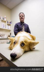 Dog on table with veterinarian in animal care clinic