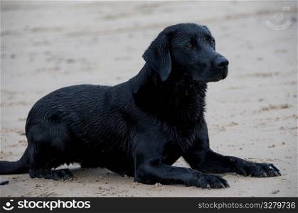 Dog on the beach.