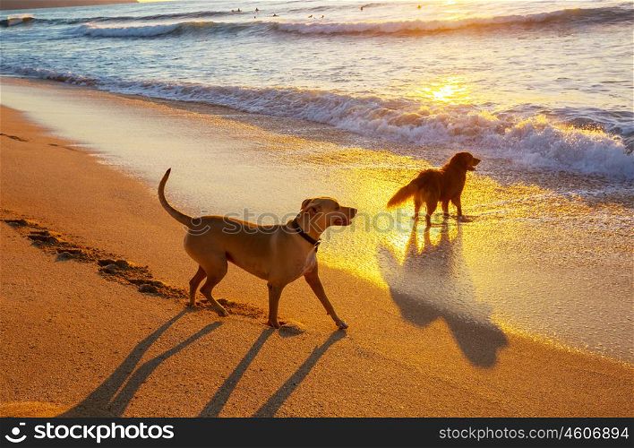 Dog on the beach. dog on beach