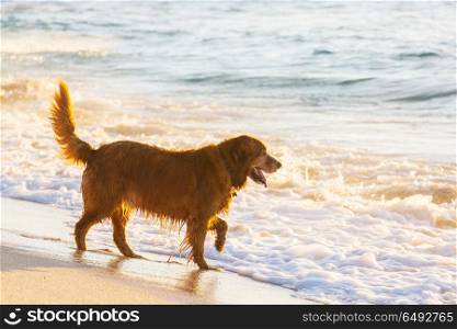 Dog on the beach. dog on beach