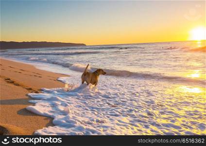 Dog on the beach. dog on beach in Hawaii island
