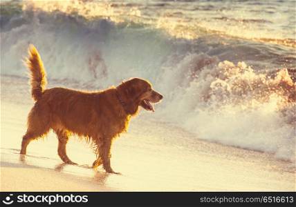 Dog on the beach. dog on beach in Hawaii island