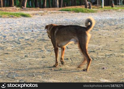 dog on the beach in summer at Thailand