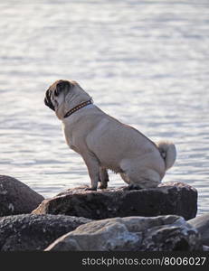 Dog on the lake