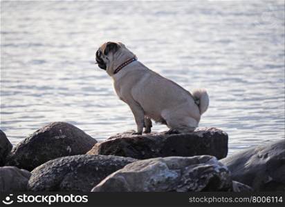 Dog on the lake